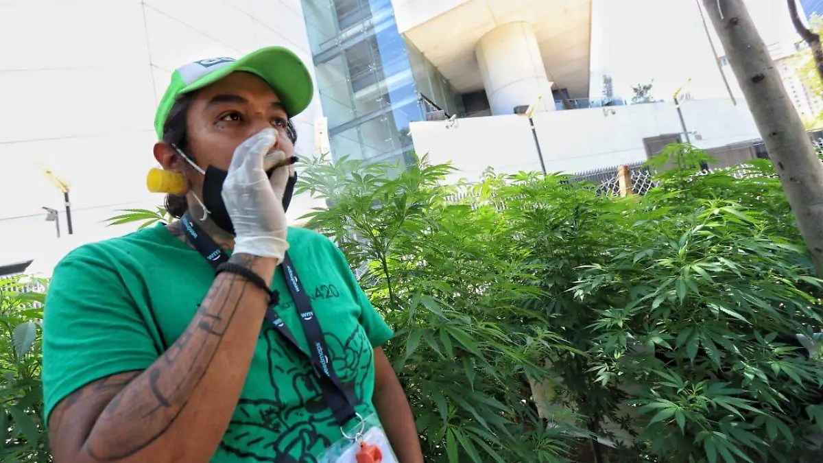 plantio marihuana senado ROBERTO HERNANDEZ.2